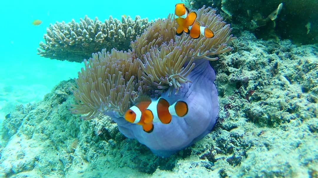 Clownfish and sea anemone photographed while diving