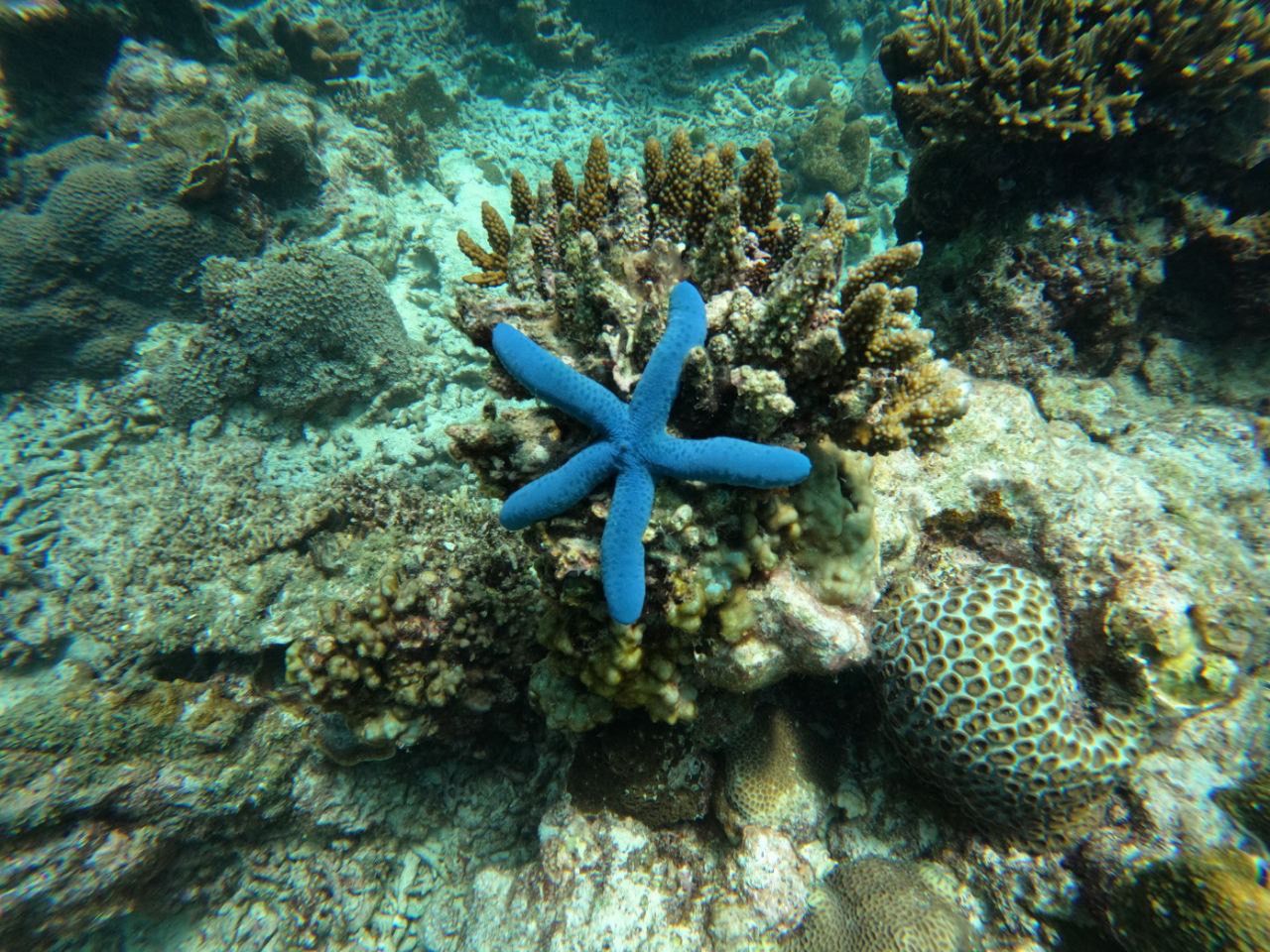 Blue starfish on a coral reef