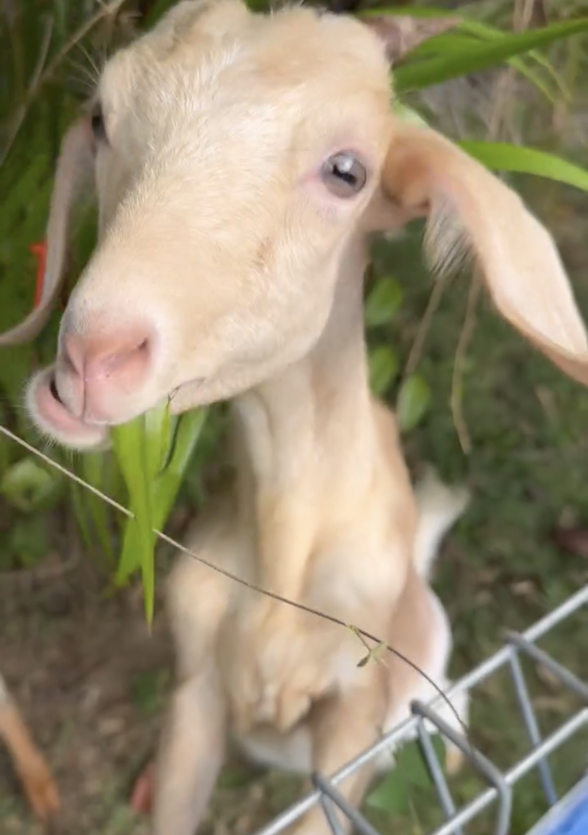 Goat at Ladang Mini ISB UM
