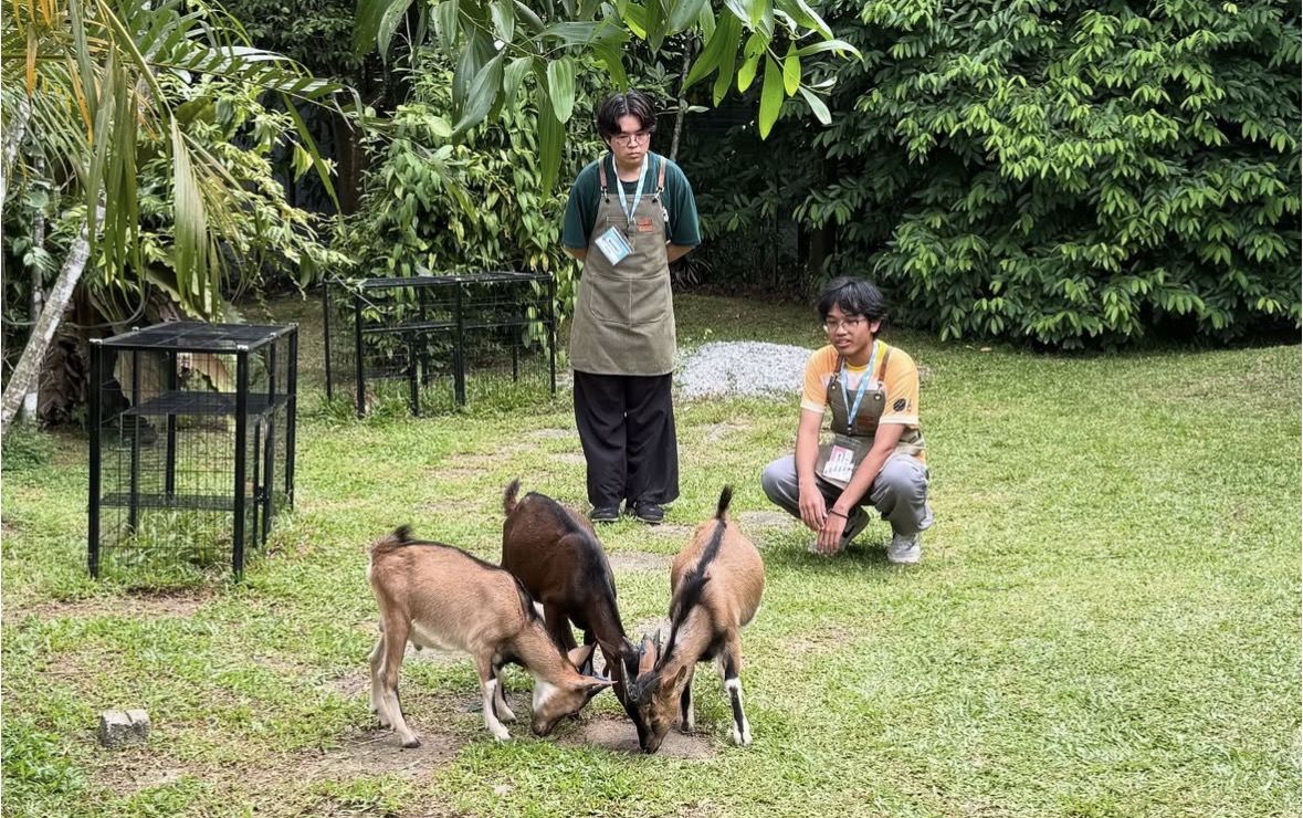 Goats at Ladang Mini ISB UM campus farm