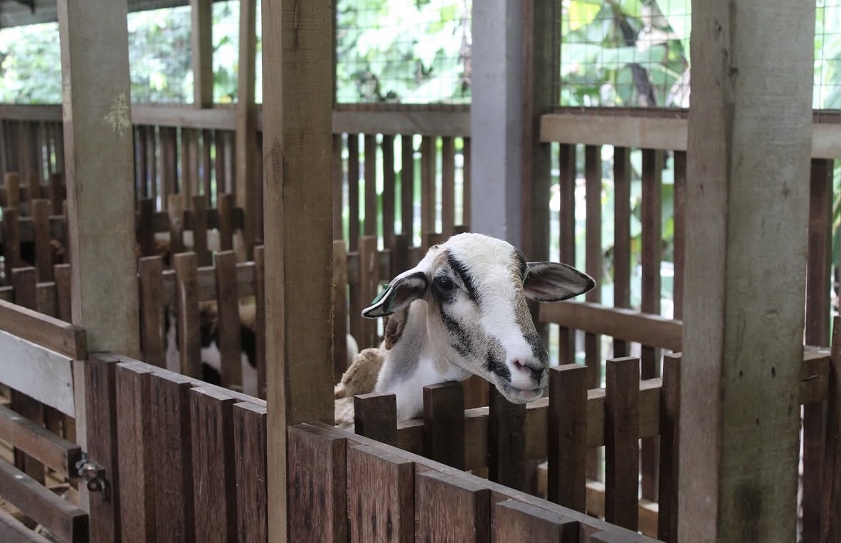 Goat enclosure at Ladang Mini ISB UM